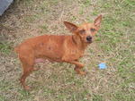 Miniature Pinscher - Miniature Pinscher Dog