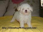 Tiny Toy Poodle White - Poodle Dog