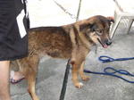 Old: Tag 66 - Adopted - 200903 - Mixed Breed Dog