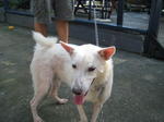 Old: Tag D2 - Adopted - 200903 - Mixed Breed Dog