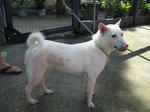 Old: Tag D2 - Adopted - 200903 - Mixed Breed Dog