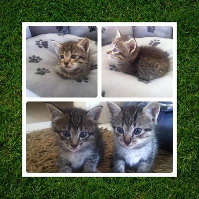 2 Dmh Kittens - Domestic Medium Hair Cat