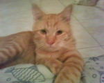 Tommy - Tabby Cat