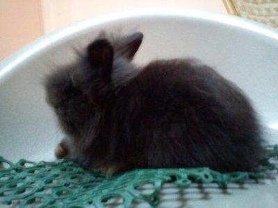 Senna - Angora Rabbit Rabbit