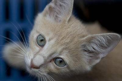 Pedro - Domestic Short Hair + Domestic Medium Hair Cat
