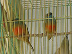 Pipit Gunung  - Finch Bird
