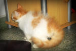 Sunny &amp; Peaches - Persian + Maine Coon Cat