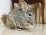 Casper - Chinchilla Small & Furry