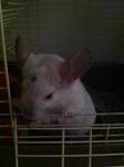 Vit Omorfos - Chinchilla Small & Furry