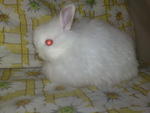 Jersey Wooly - Jersey Wooly Rabbit