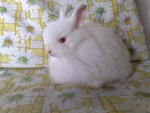 Jersey Wooly - Jersey Wooly Rabbit
