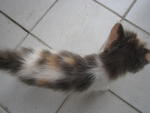 Geebell - Domestic Long Hair Cat