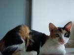 Calico - Domestic Short Hair Cat