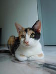 Calico - Domestic Short Hair Cat