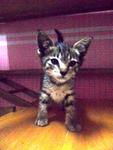 Babycat - Domestic Short Hair Cat