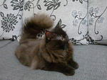 Jerry The Semi-flat Male Cat - Domestic Long Hair + Persian Cat