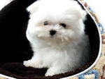 Taiwan Lineage Mini Maltese - Maltese Dog
