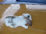 Loop Ear Rabbit - Lop Eared Rabbit