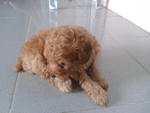 Toy Poodle  Puppy  - Poodle Dog