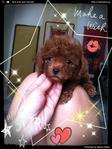 Taiwan Tiny Toy Poodle Mka*video - Poodle Dog