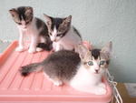 3 white and grey kittens