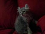 Grey - American Curl Cat