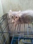 Grey - American Curl Cat