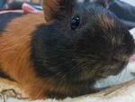Yippie - Guinea Pig Small & Furry