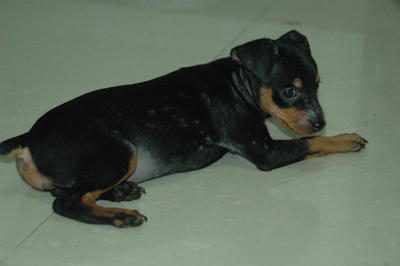 Miniature Pinscher - Miniature Pinscher Dog