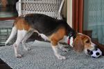 Quinn #lost - Beagle Dog