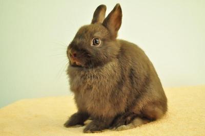 Netherland Dwarf - Chocolate 4 - Netherland Dwarf Rabbit