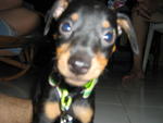 No Give The Pet Name Yet ,just Let Your Give It - Miniature Pinscher Dog