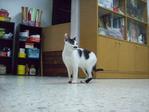 Mouse - Domestic Short Hair Cat