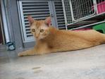 Sunny - Domestic Short Hair Cat