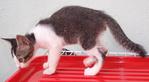 PF32021 - Domestic Short Hair Cat