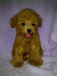 Red Toy Poodle-sold - Poodle Dog