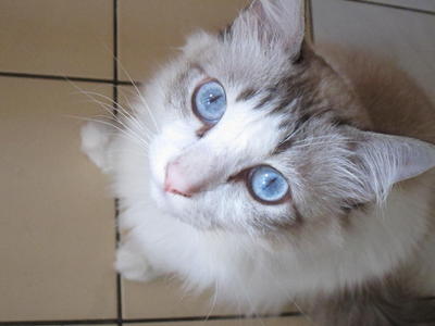 Mika - Domestic Long Hair Cat