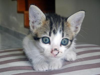Smurf - Oriental Short Hair Cat