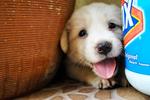 Lovely Puppies - Mixed Breed Dog