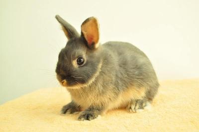 Netherland Dwarf - Blue Otter 24 - Netherland Dwarf Rabbit