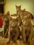 Blue Babies - Russian Blue + Domestic Short Hair Cat