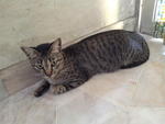 Zoey - Domestic Short Hair Cat