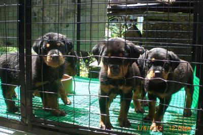  Oversize Rottweiler Puppy - Rottweiler Dog