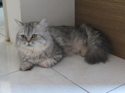Peter Pan - Persian Cat
