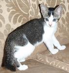 PF32368 - Domestic Short Hair Cat