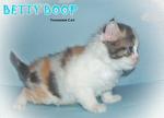 Betty Boop (Sold) - Ragamuffin Cat
