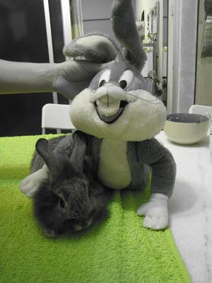 2 Bunnies + Cage - Mini-Lop + Lionhead Rabbit