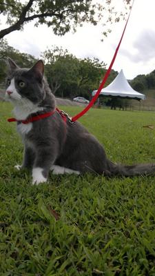 Kitty - Persian + Domestic Long Hair Cat