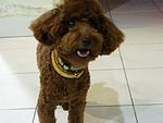 Coco - Poodle Dog