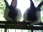 Arnab Murah / Rabbit Cheap - Angora Rabbit Rabbit